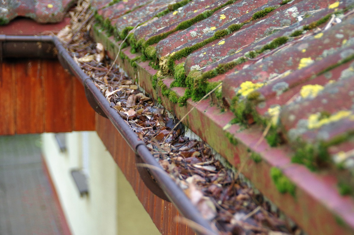 detalle de tejado con hojas en canalon